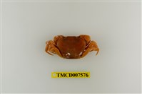 藏品(蔡氏澤蟹)的圖片